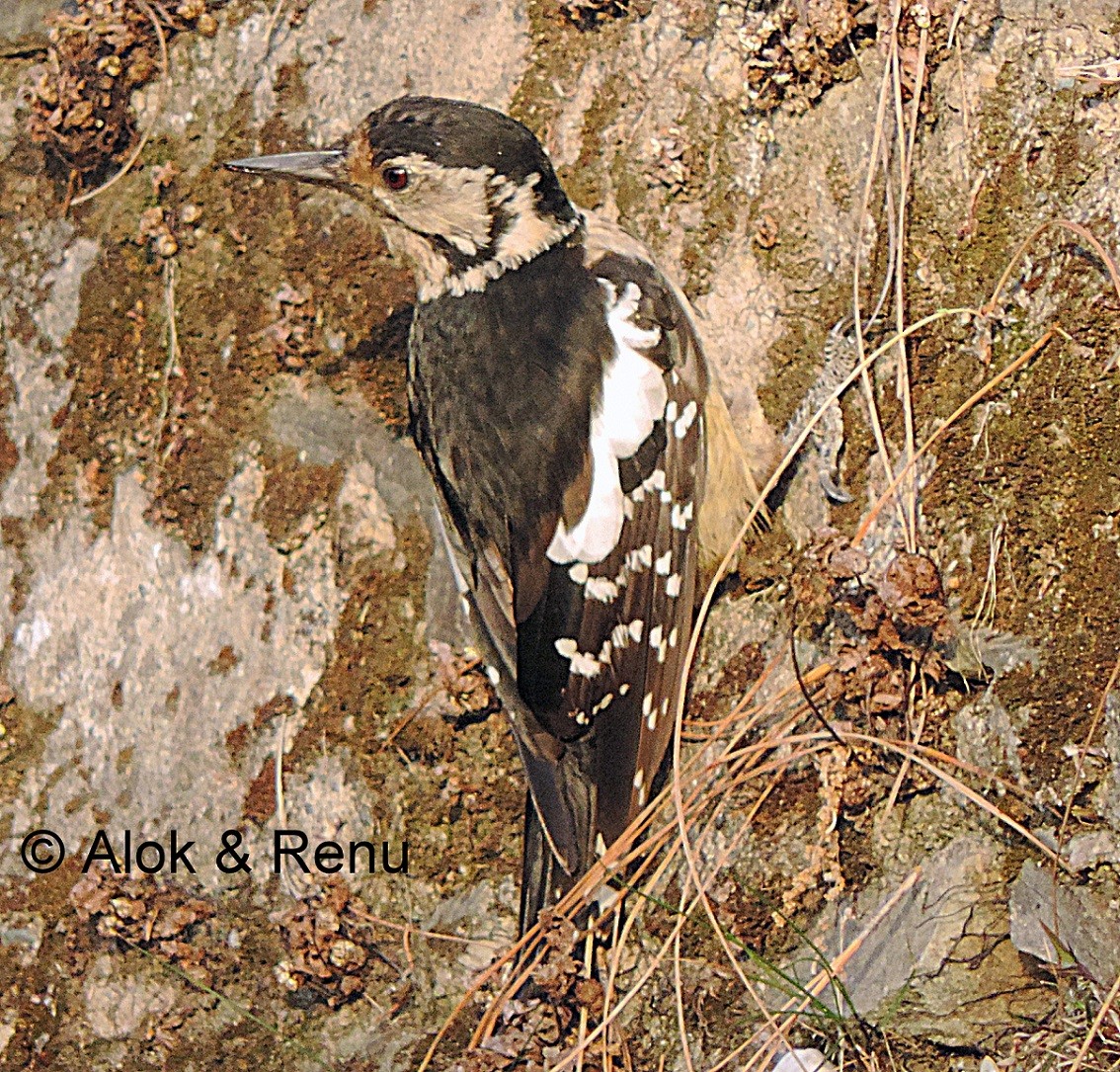 Himalayan Woodpecker - ML713597
