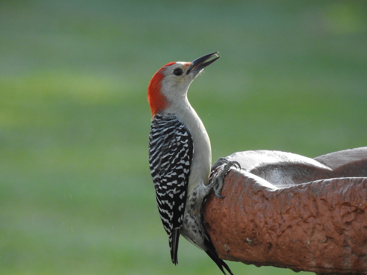 Red-bellied Woodpecker - David Booth