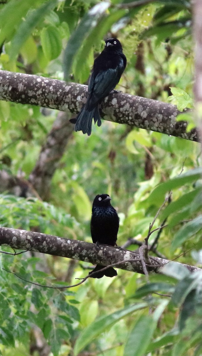 Hair-crested Drongo - ML71360611