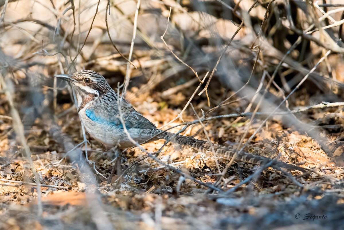 Long-tailed Ground-Roller - Shailesh Pinto
