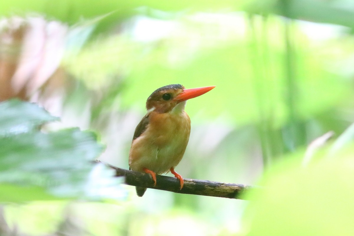 Sulawesi Dwarf-Kingfisher - ML71361321