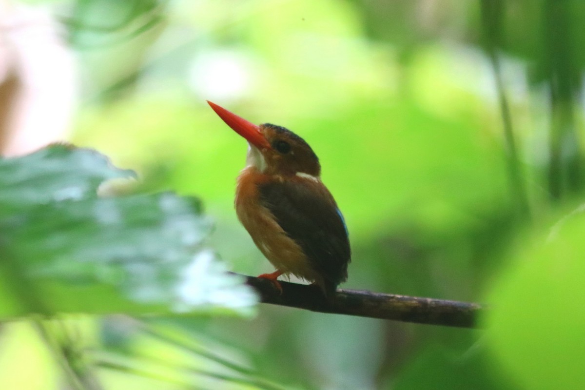 Sulawesi Dwarf-Kingfisher - ML71361441