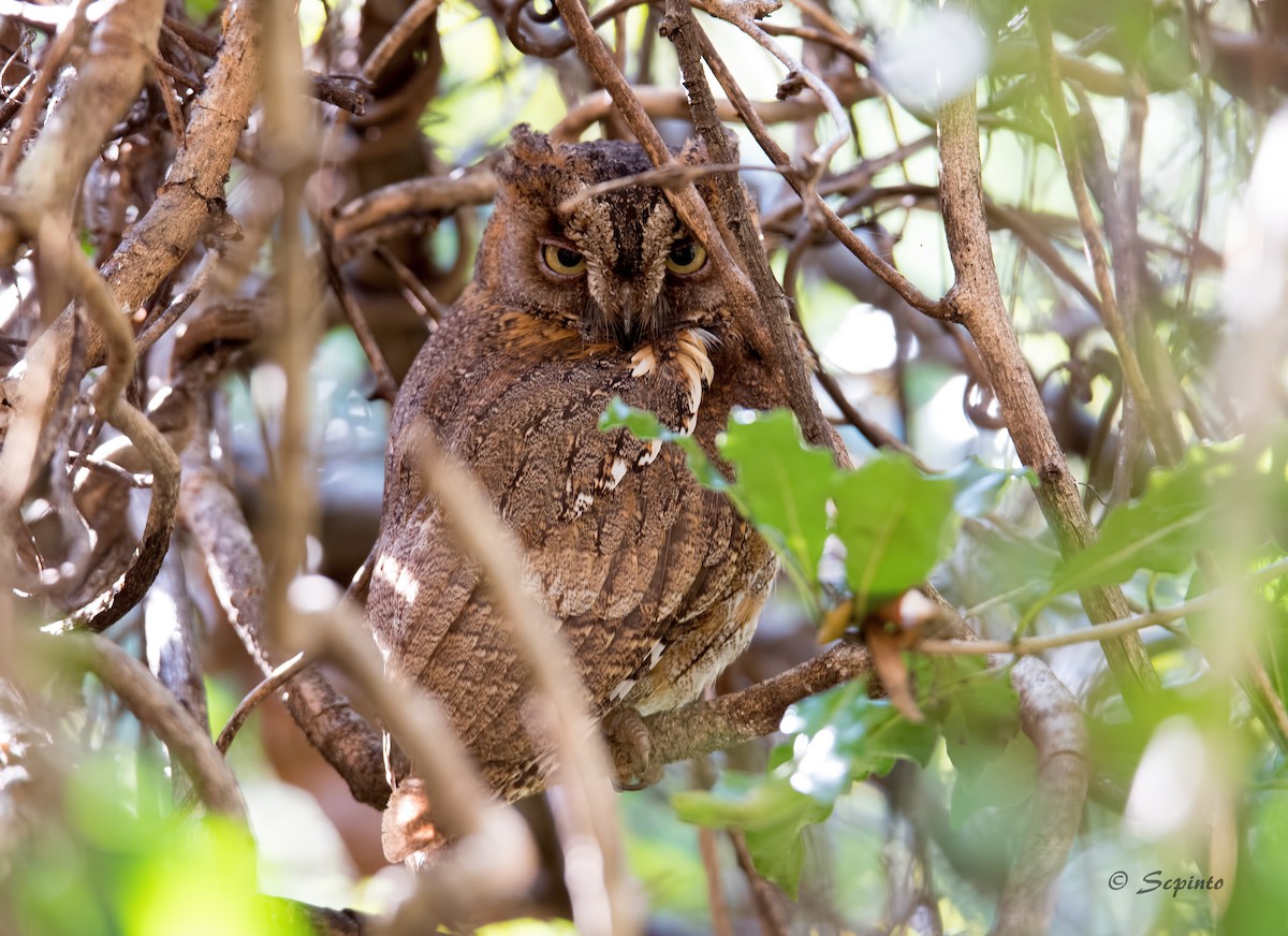 Madagascar Scops-Owl (Torotoroka) - ML71362971
