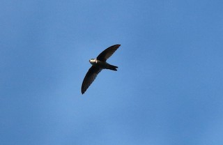  - Sulawesi Swiftlet