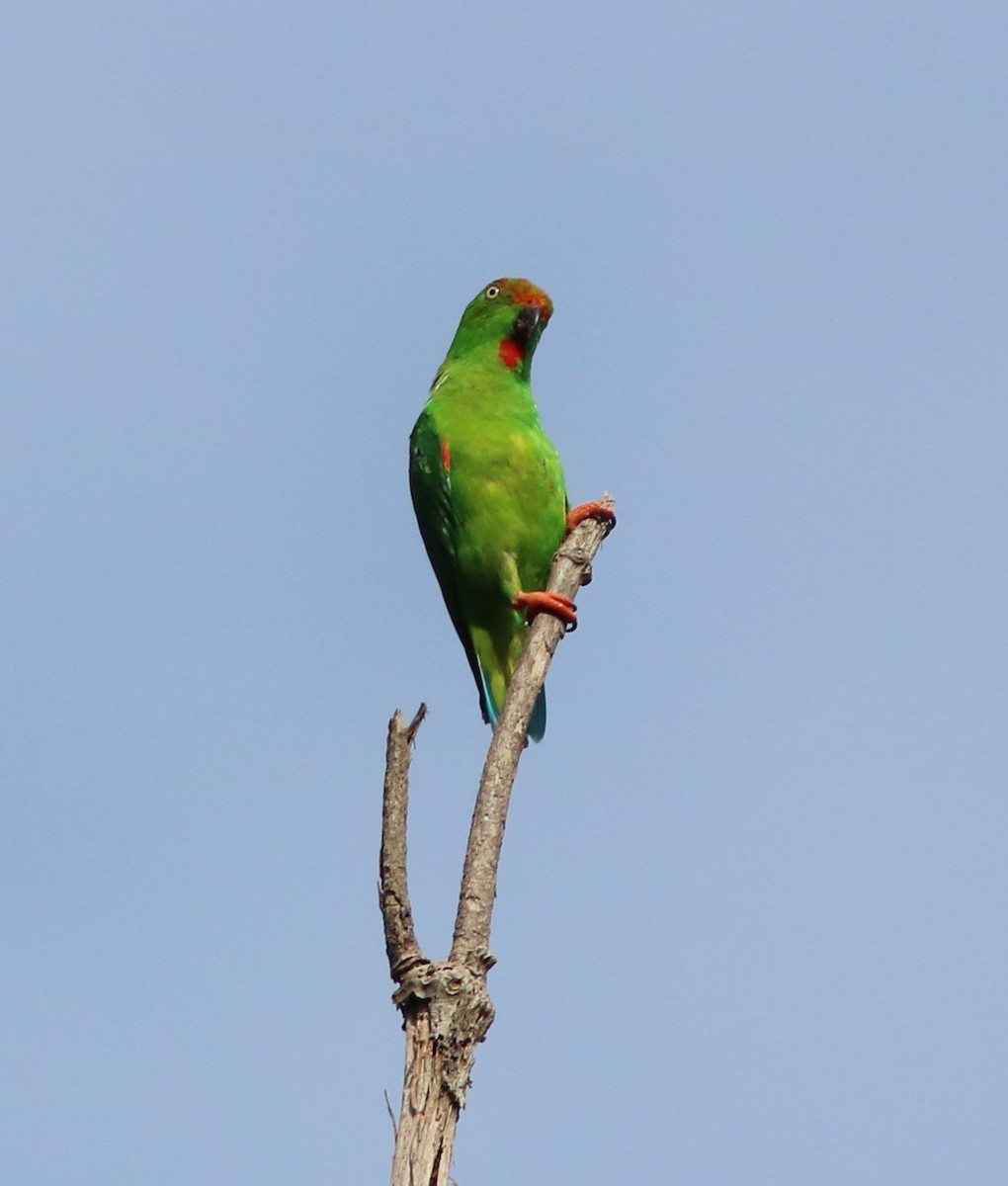 Sulawesi Hanging-Parrot - John Drummond