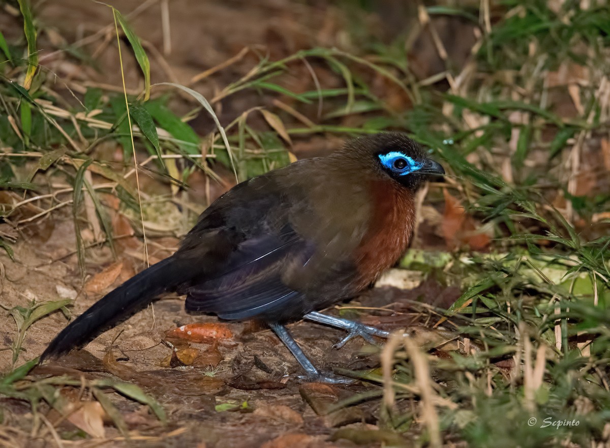 Red-breasted Coua - Shailesh Pinto