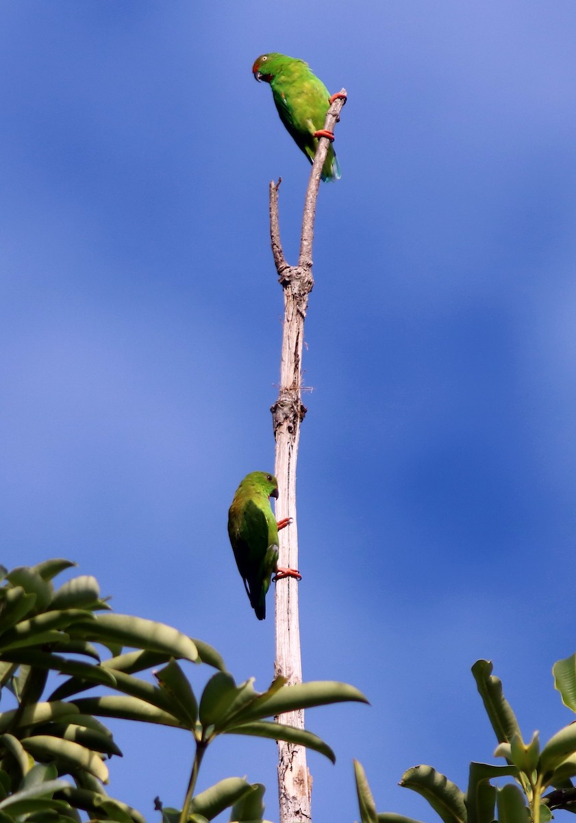 Sulawesi Hanging-Parrot - ML71364761