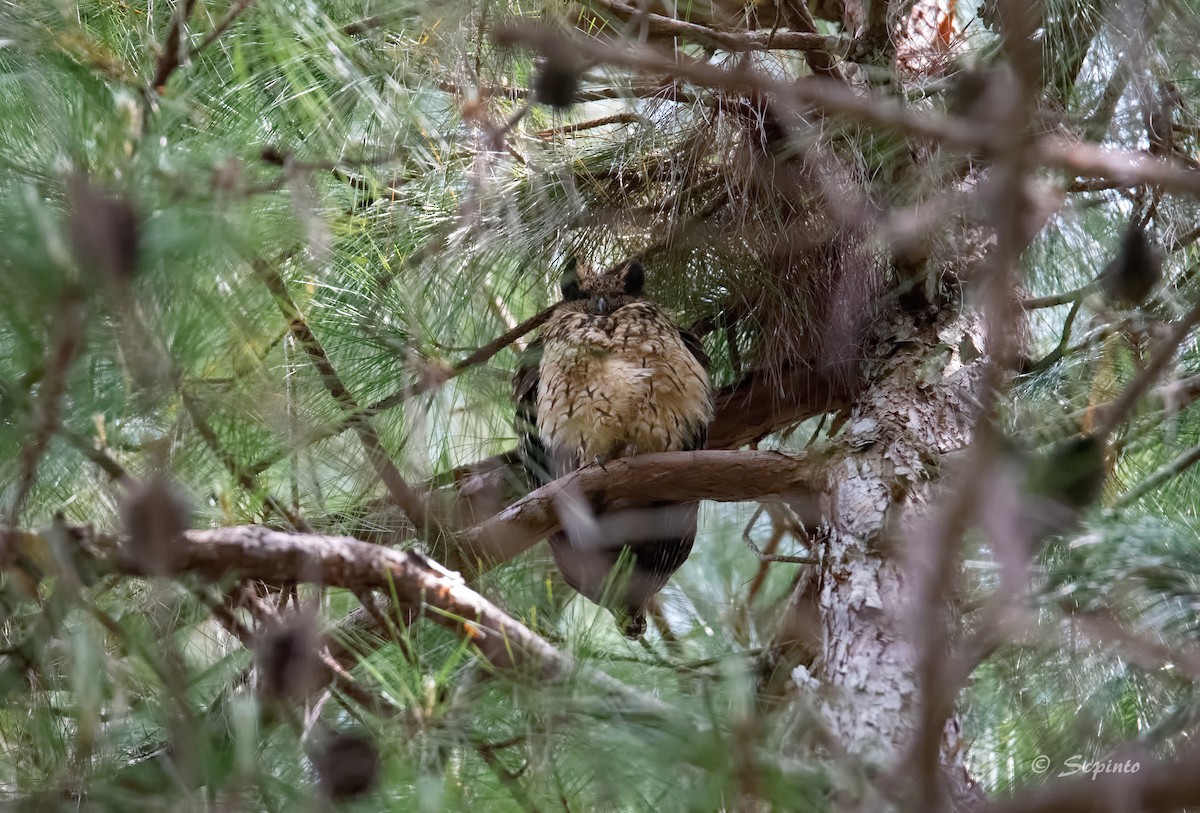 Madagascar Owl - ML71366691