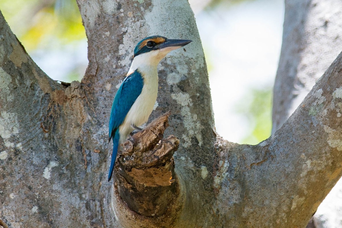 Pacific Kingfisher - Peter Taylor
