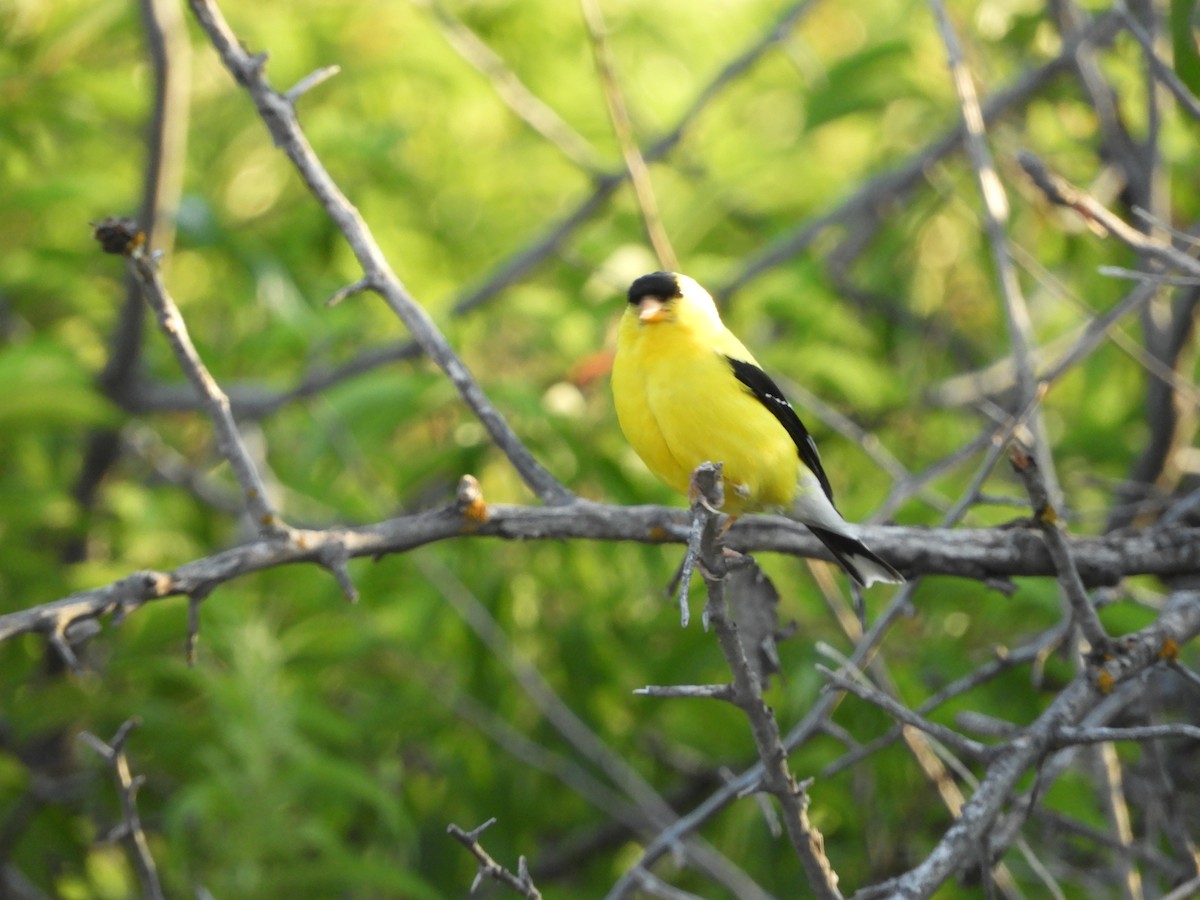 American Goldfinch - Peter Olsoy