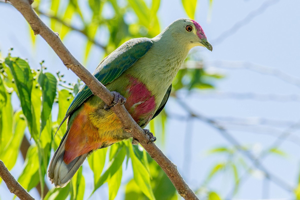 Red-bellied Fruit-Dove - Peter Taylor