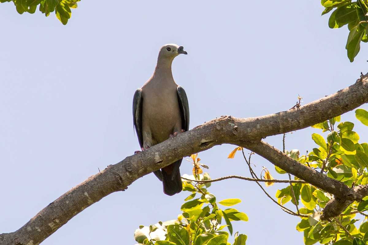 Pacific Imperial-Pigeon - ML71367381