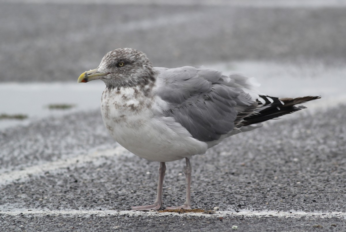 Herring Gull (American) - Shawn Billerman