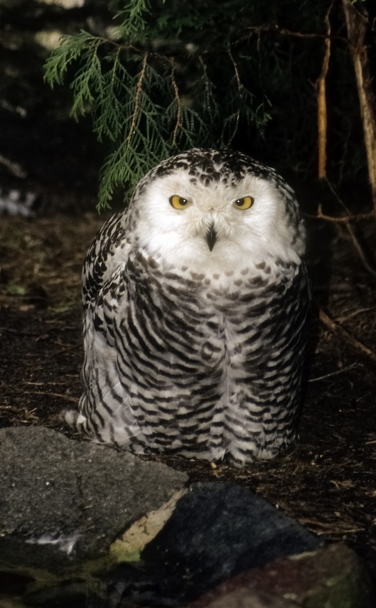 Snowy Owl - Josep del Hoyo