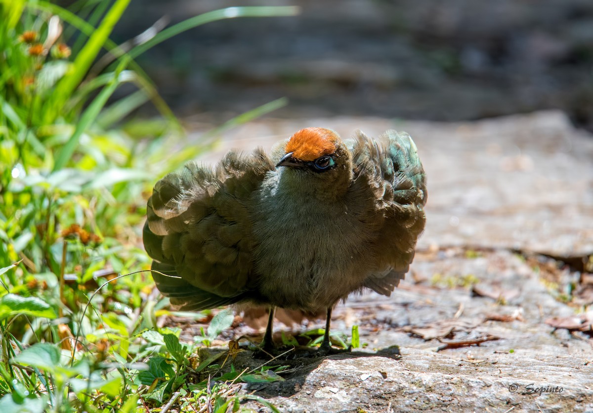 Red-fronted Coua - Shailesh Pinto