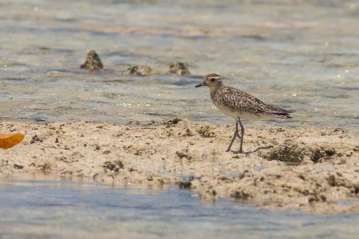 Pacific Golden-Plover - Peter Taylor