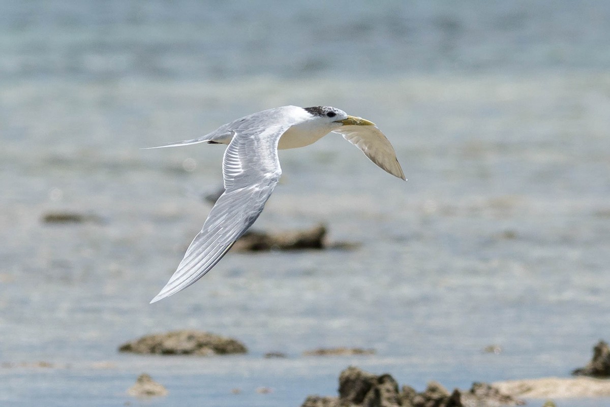 Great Crested Tern - ML71369071