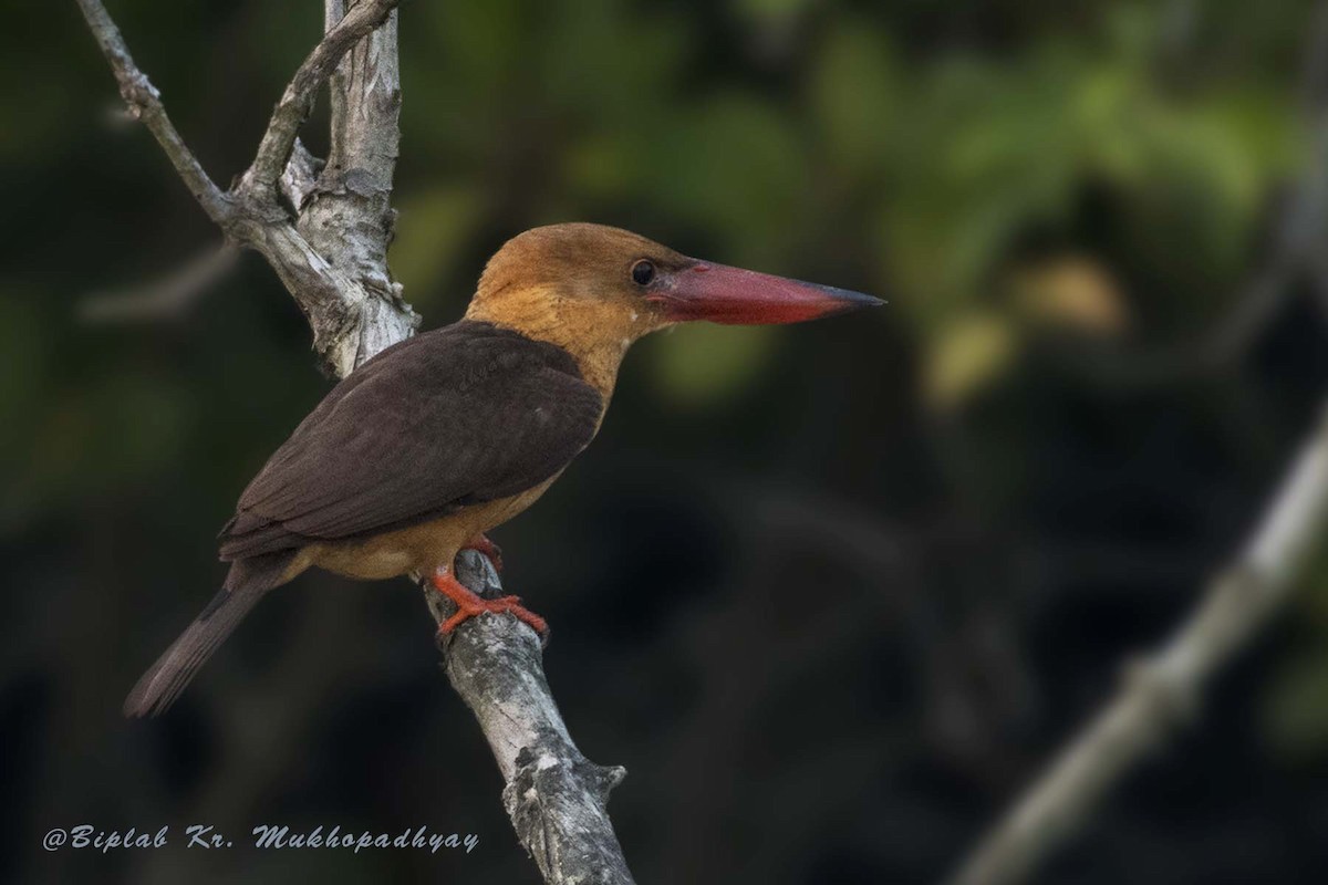 Brown-winged Kingfisher - Biplab kumar Mukhopadhyay