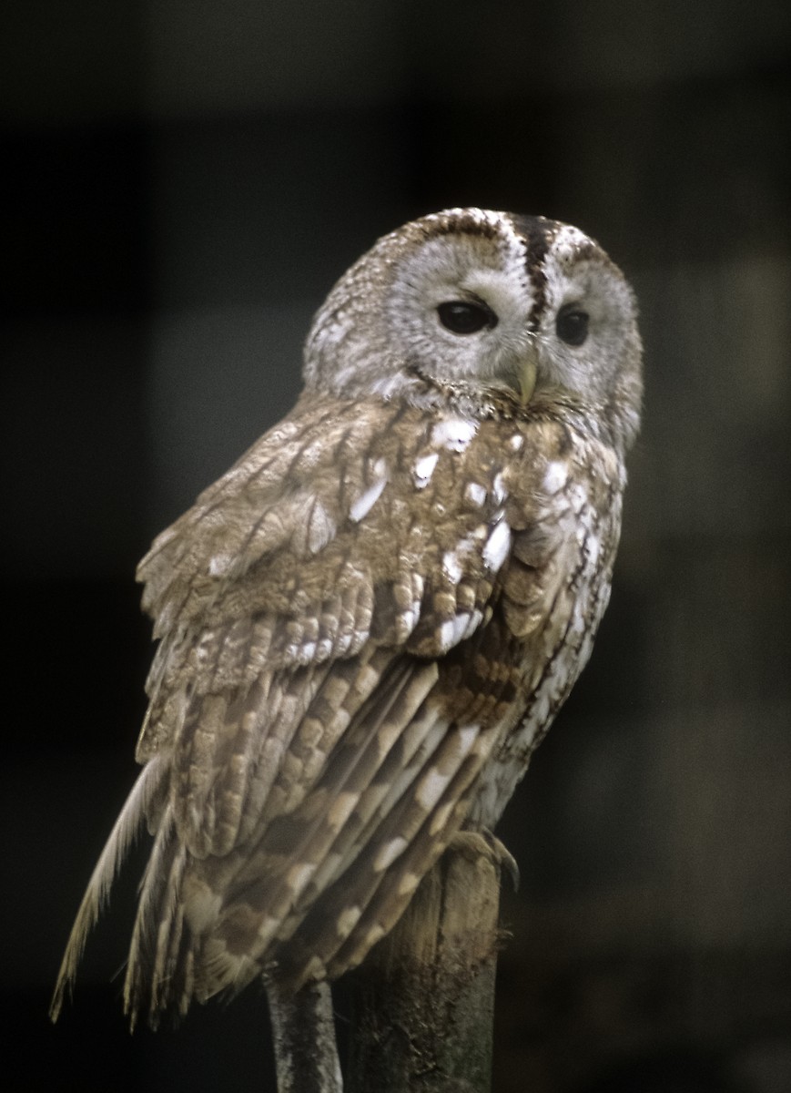 Tawny Owl - Josep del Hoyo