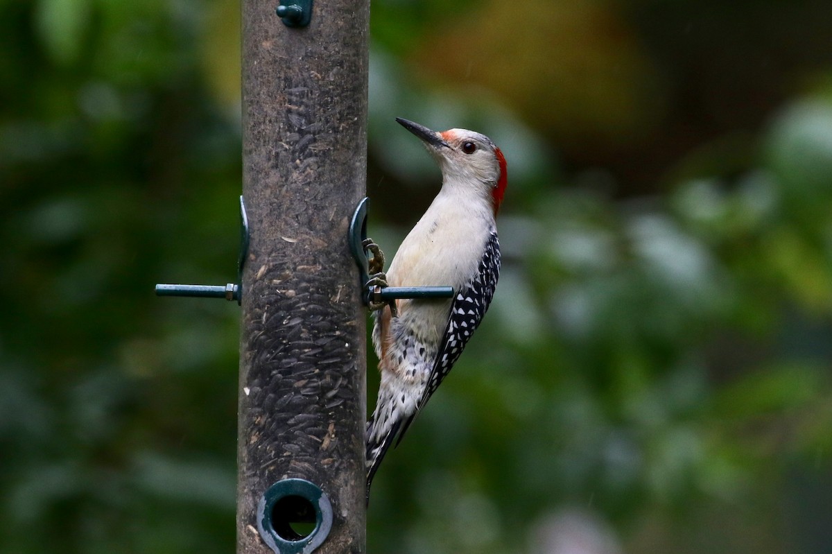 Red-bellied Woodpecker - Dan Rottino
