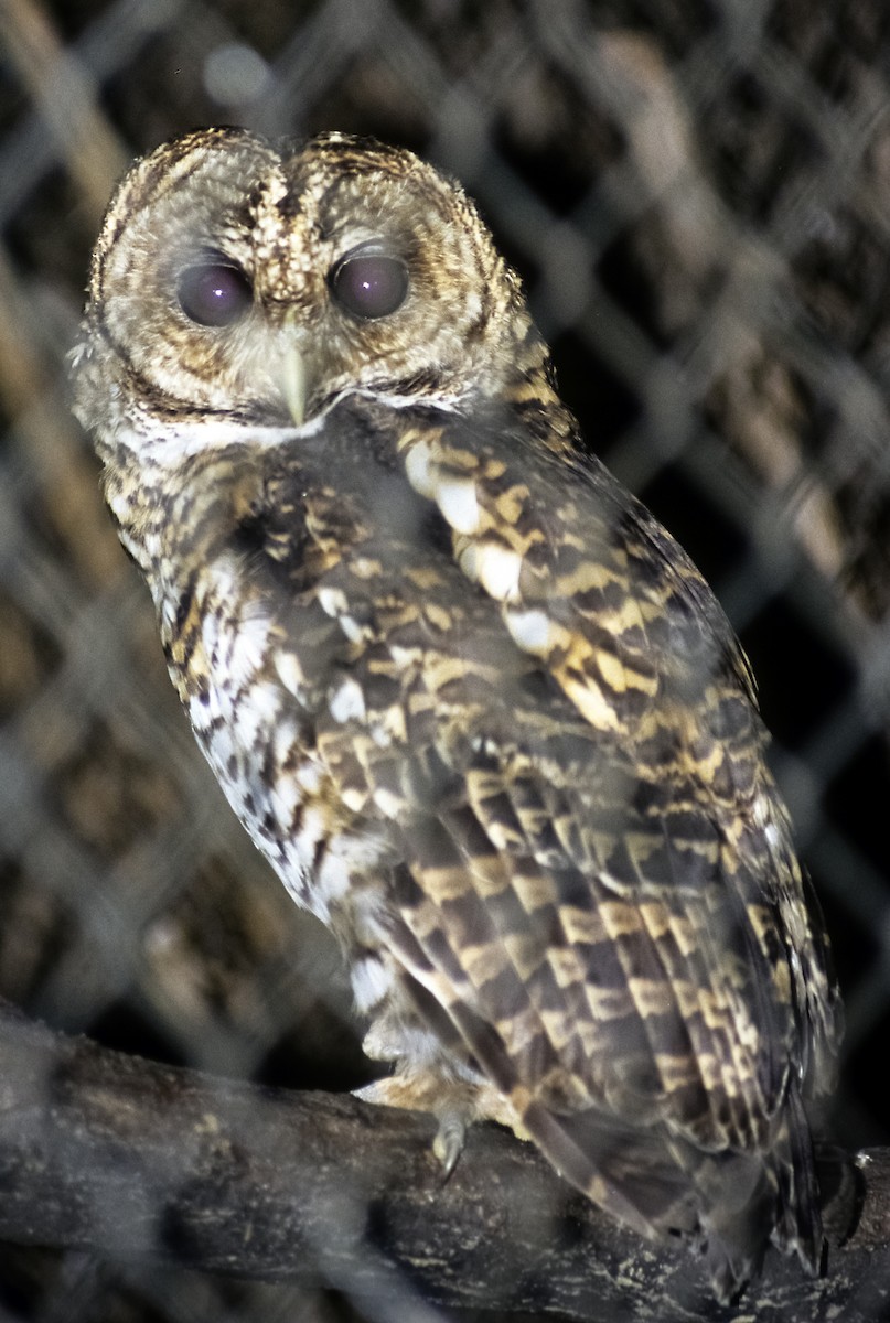 Rusty-barred Owl - Josep del Hoyo