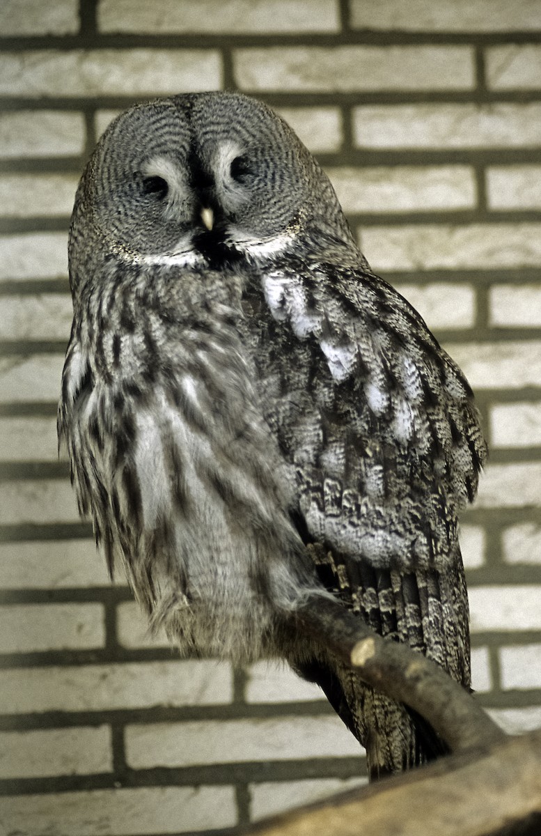 Great Gray Owl (Lapland) - Josep del Hoyo