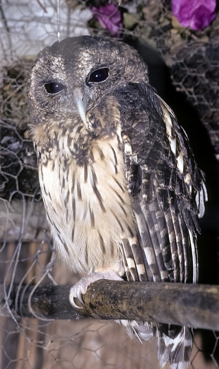 Mottled Owl (Mottled) - Josep del Hoyo