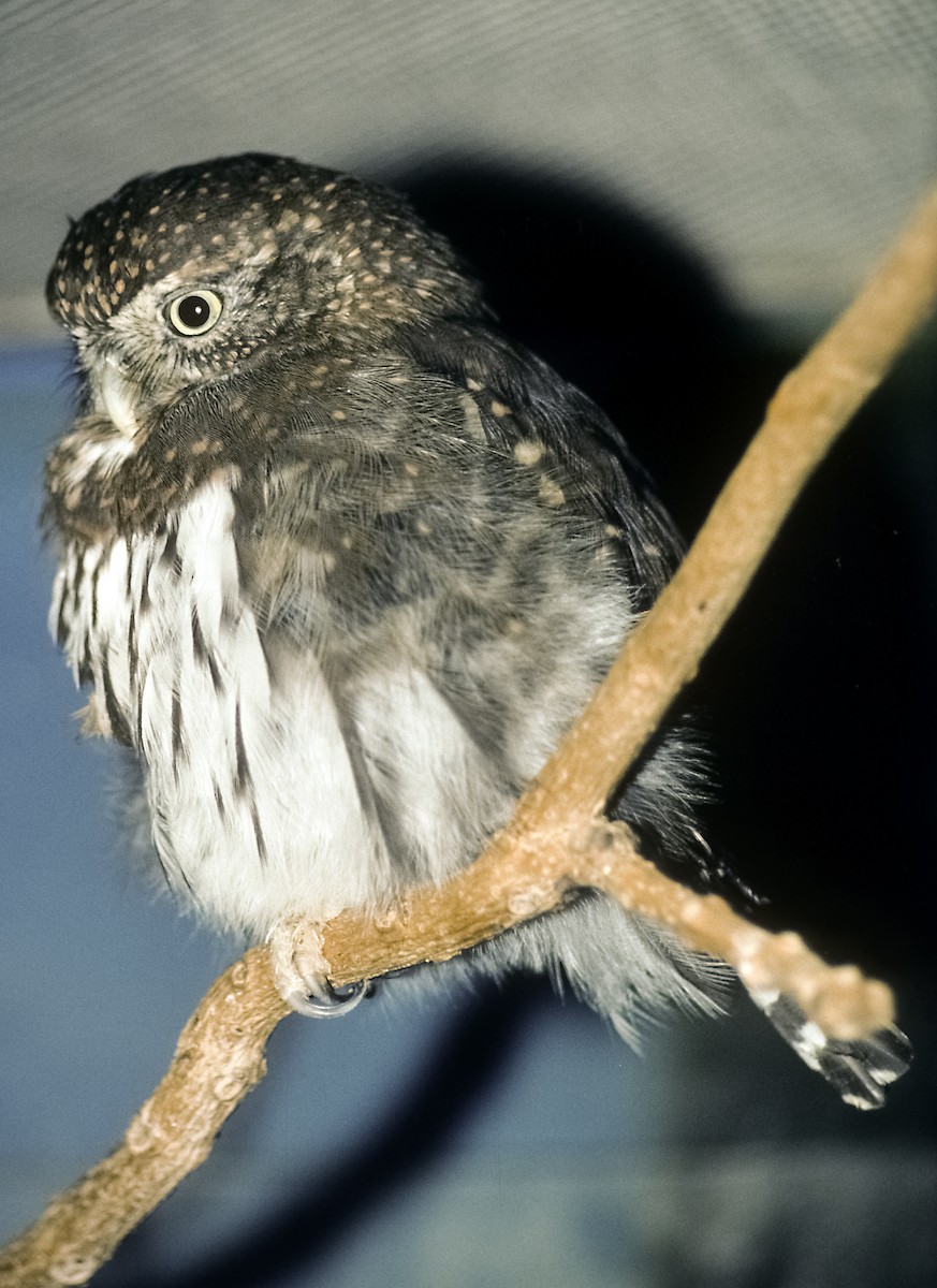 Northern Pygmy-Owl (Mountain) - Josep del Hoyo