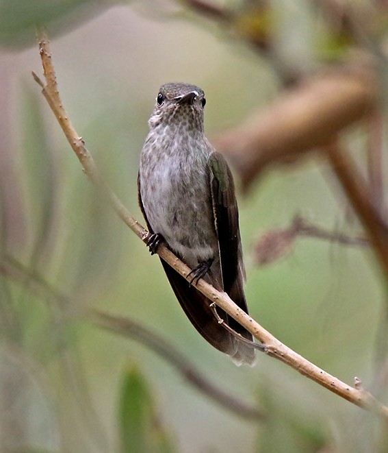 Olive-spotted Hummingbird - ML71371701