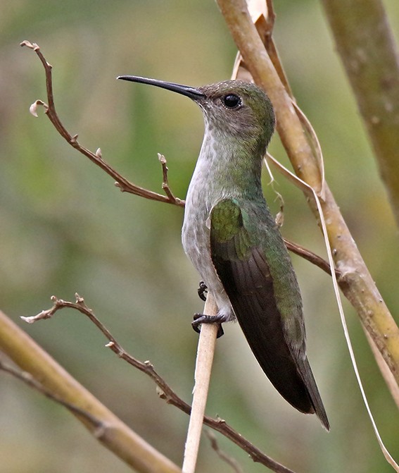 Olive-spotted Hummingbird - Roger Ahlman