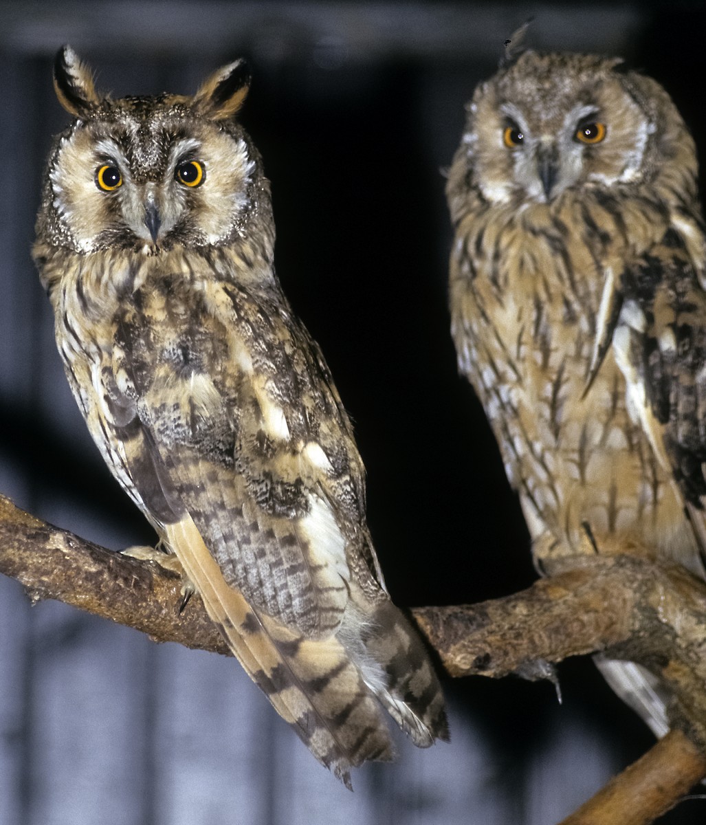 Long-eared Owl (Eurasian) - Josep del Hoyo