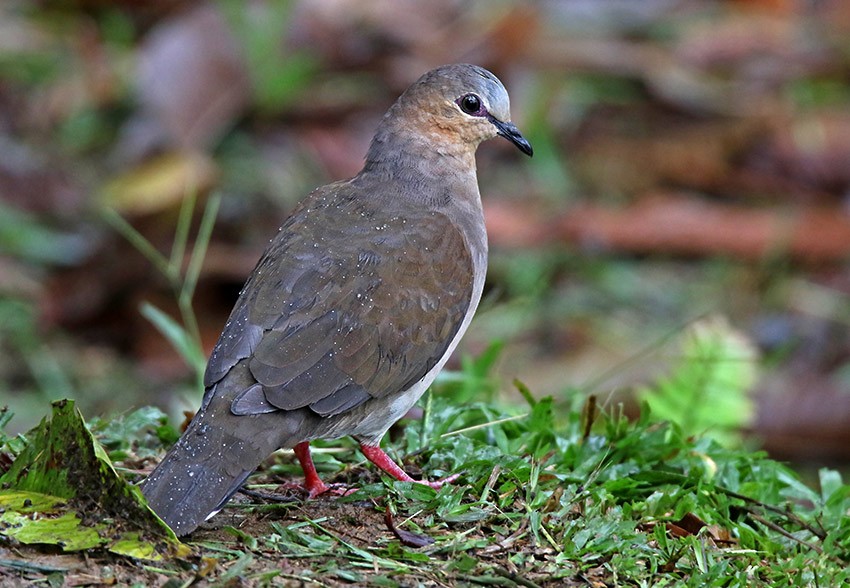 Gray-fronted Dove - Roger Ahlman