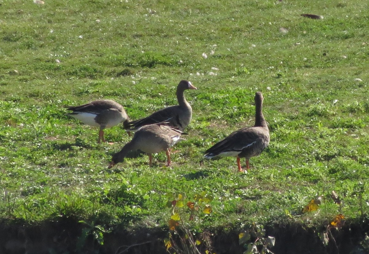 Greater White-fronted Goose - ML71372481
