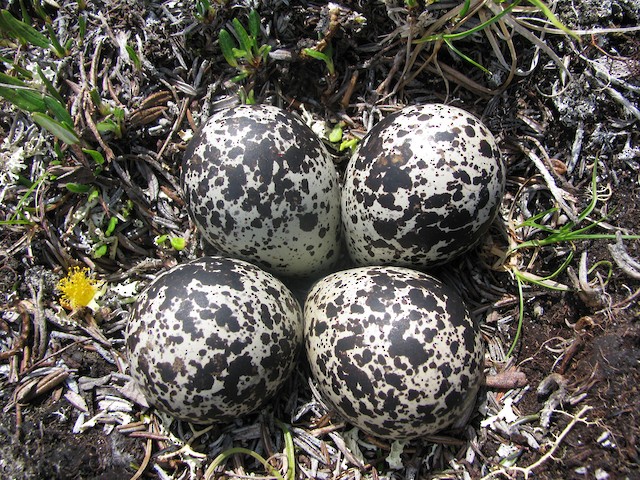 American Golden-Plover nest with four eggs. - American Golden-Plover - 