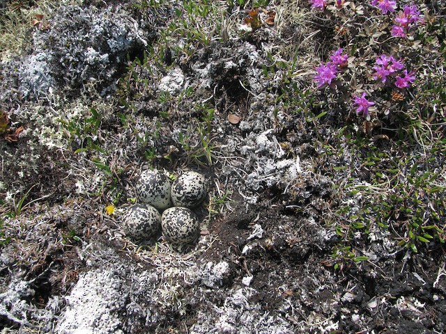 American Golden-Plover nest with eggs. - American Golden-Plover - 