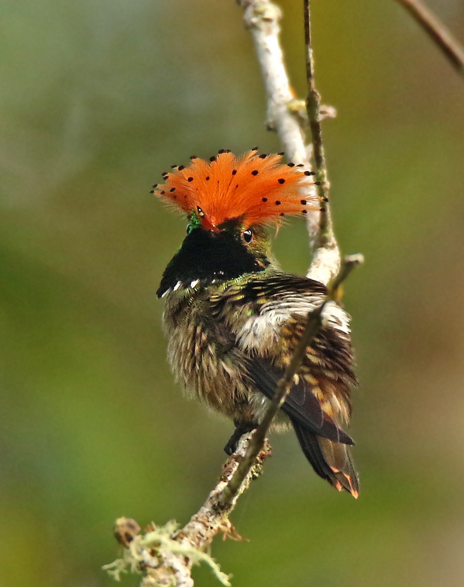 Spangled Coquette - Roger Ahlman