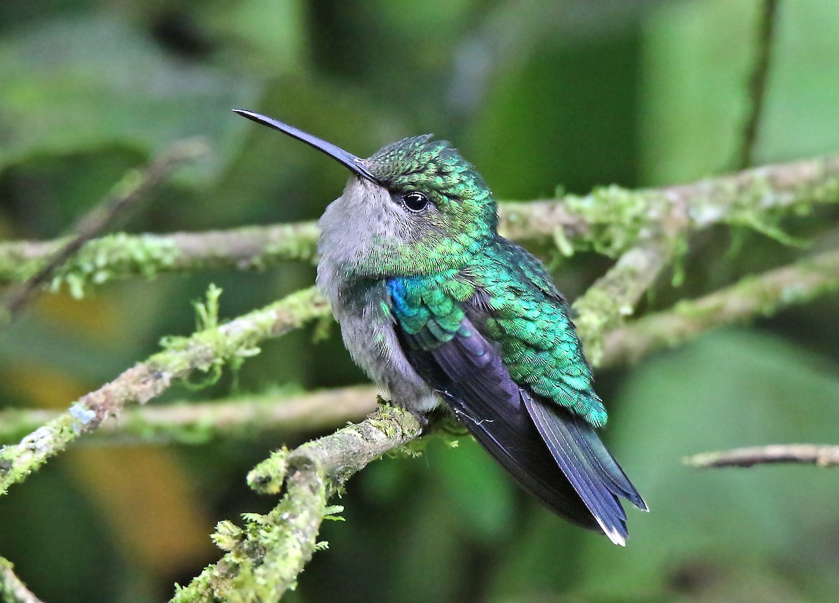 kolibřík vidloocasý (ssp. hypochlora) - ML71374441