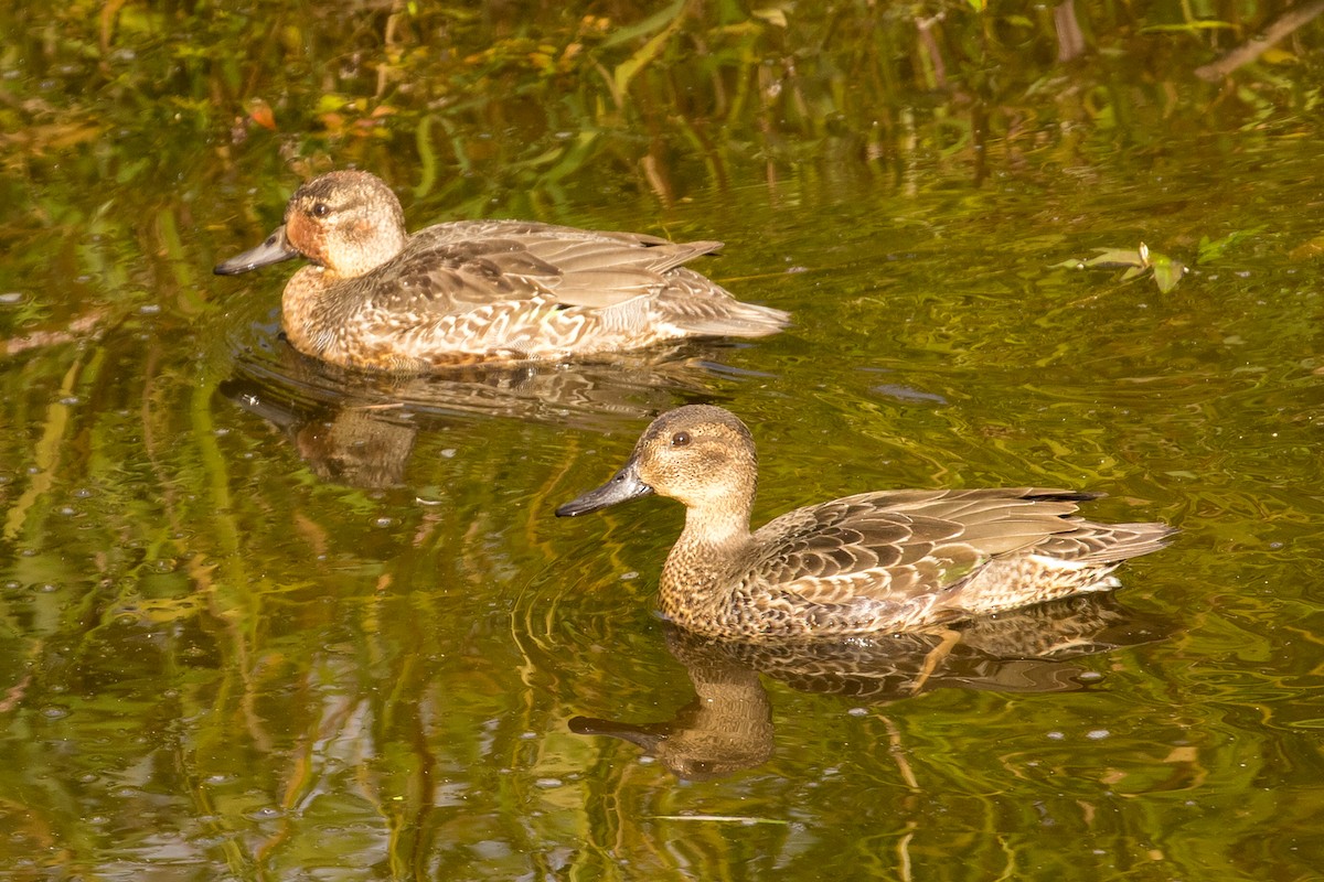 Green-winged Teal - ML71375841