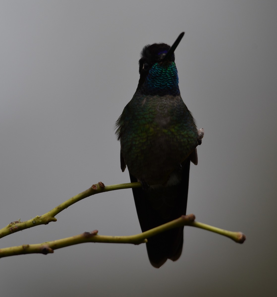 Talamanca Hummingbird - Kevin Thompson