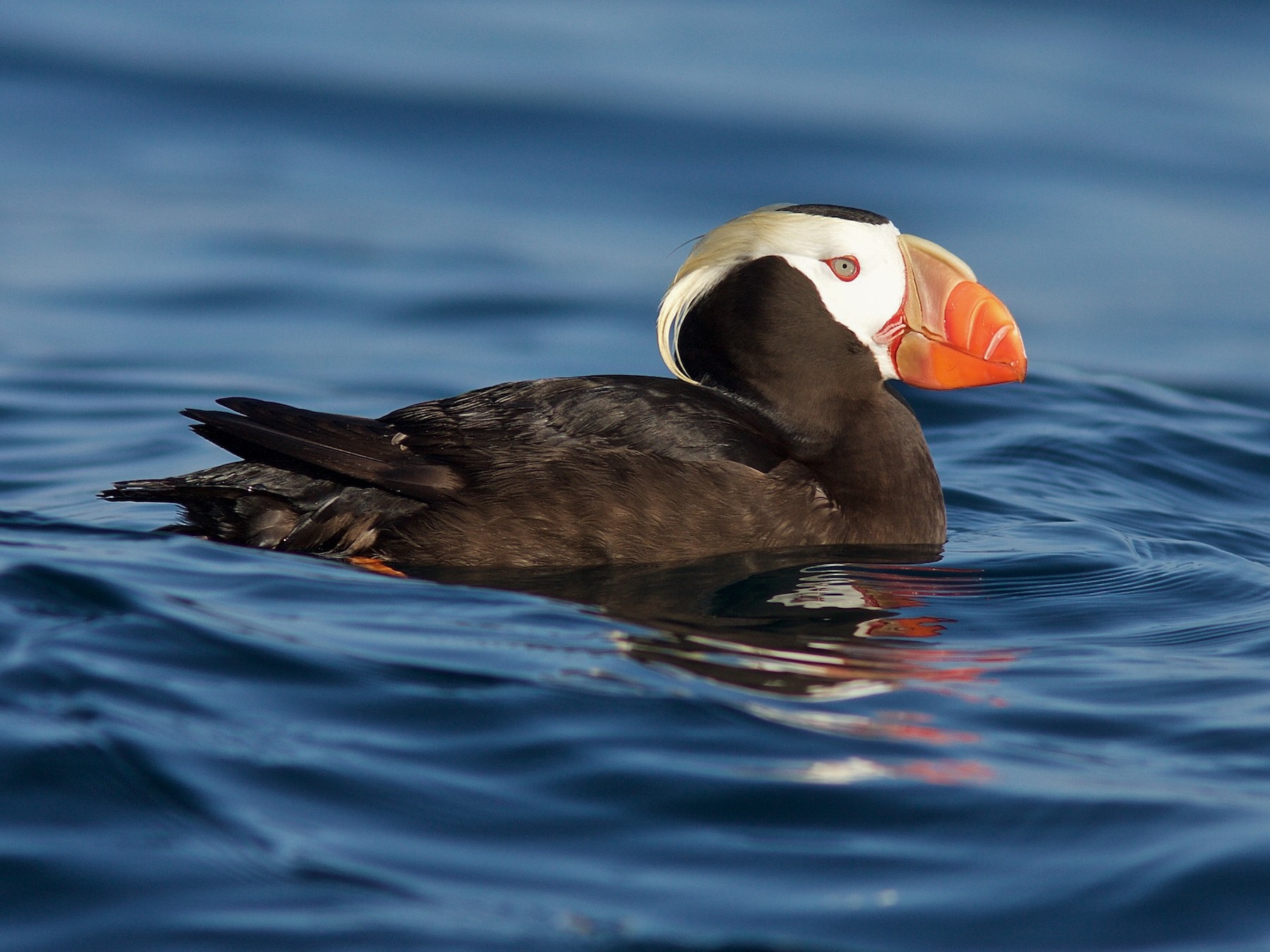 Tufted Puffin - Matt Brady