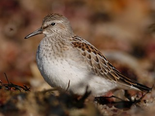 White-rumped Sandpiper - eBird