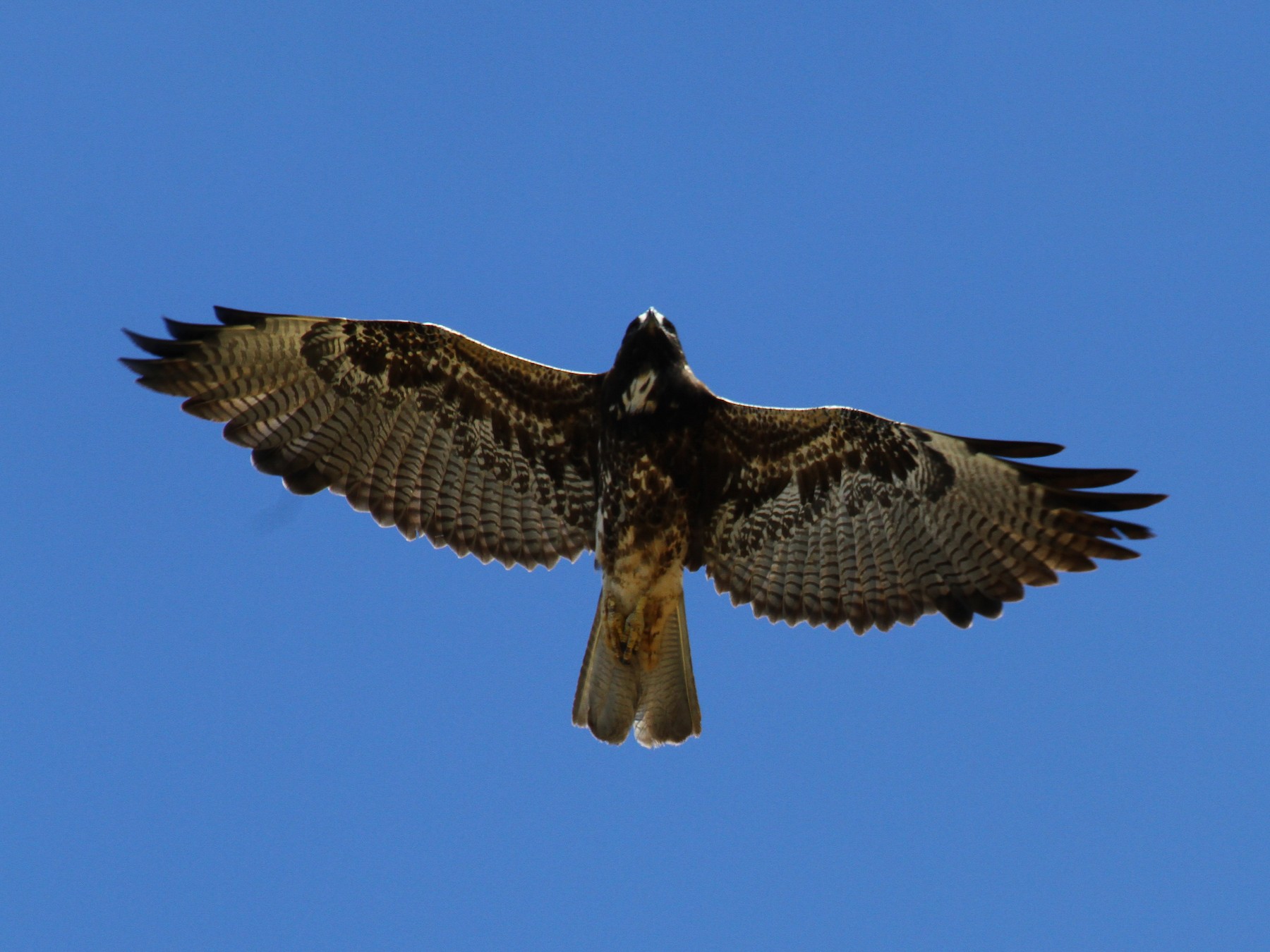 White-tailed Hawk - eBird