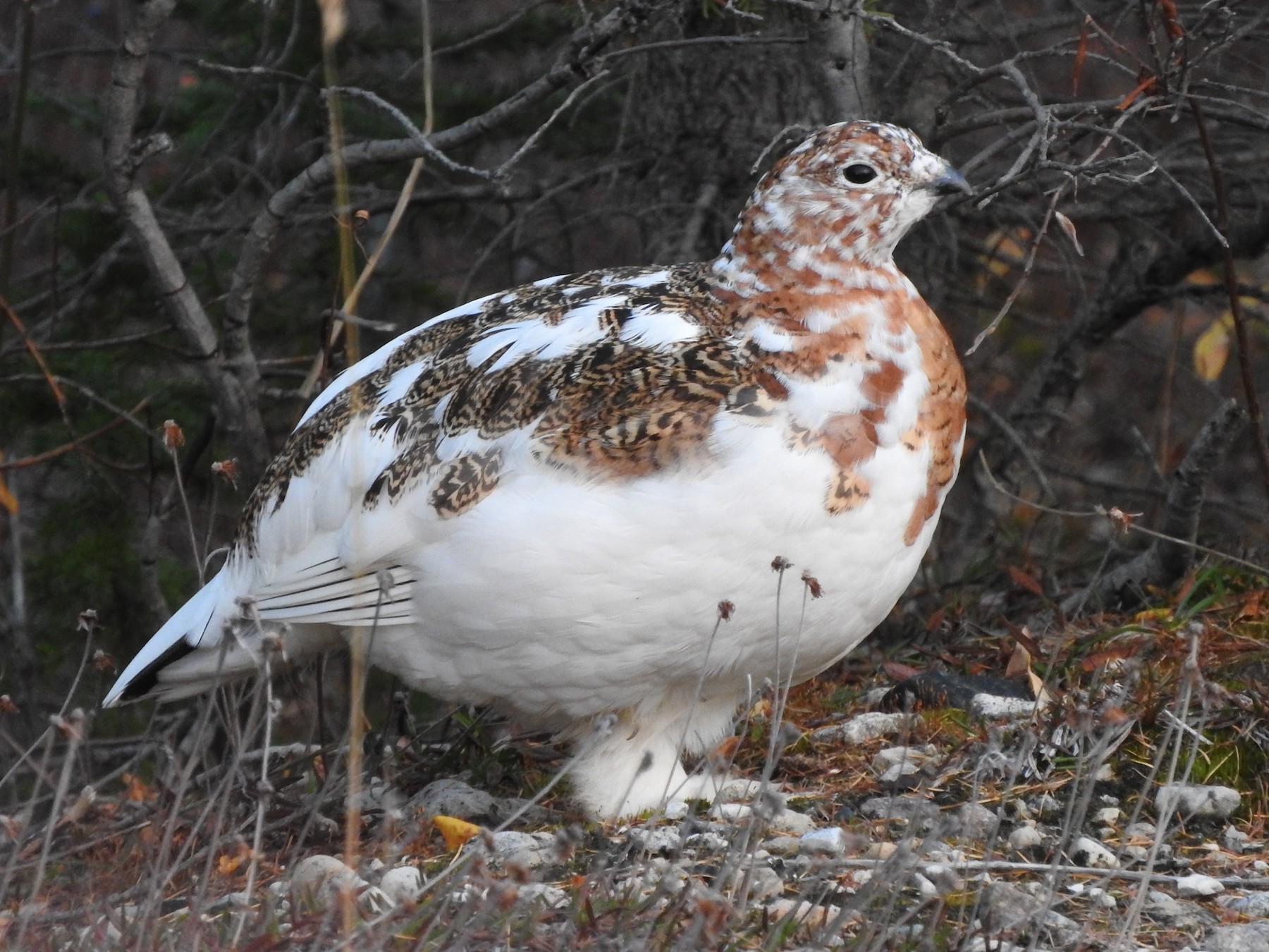 Willow Ptarmigan - France Desbiens