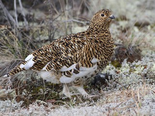 Willow Ptarmigan - eBird