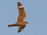 Lesser Nighthawk - Range map: Post-breeding migration - eBird Status ...