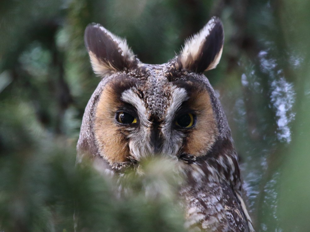 Long-eared Owl - eBird