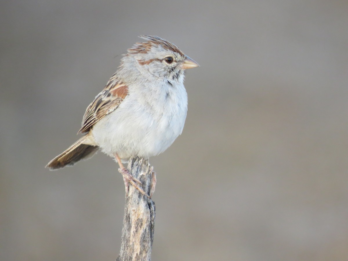 Rufous-winged Sparrow - ML71379891