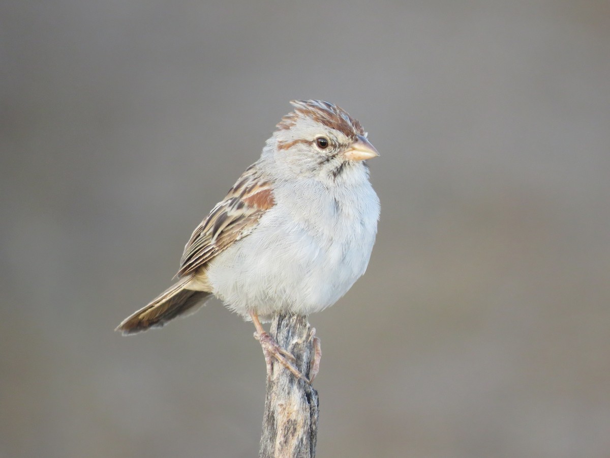 Rufous-winged Sparrow - ML71379901
