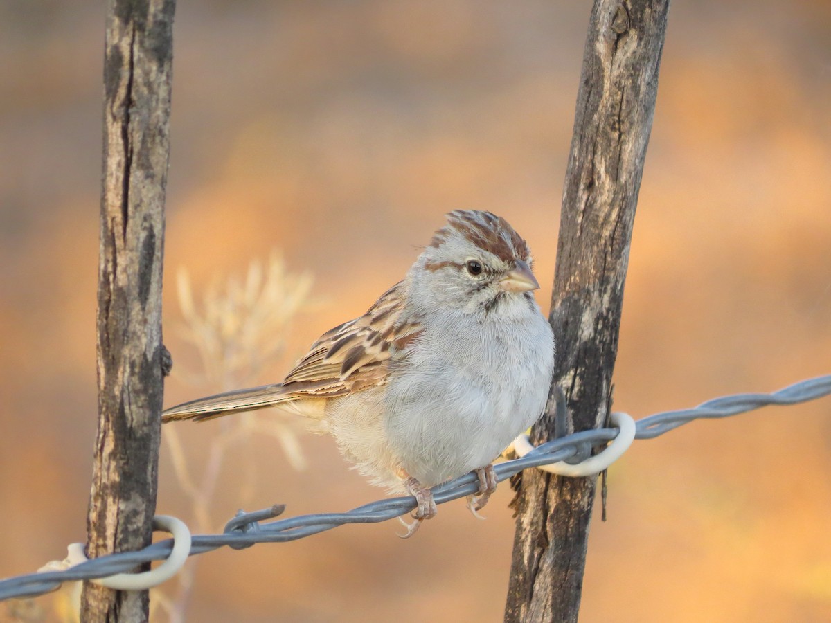 Rufous-winged Sparrow - ML71379911