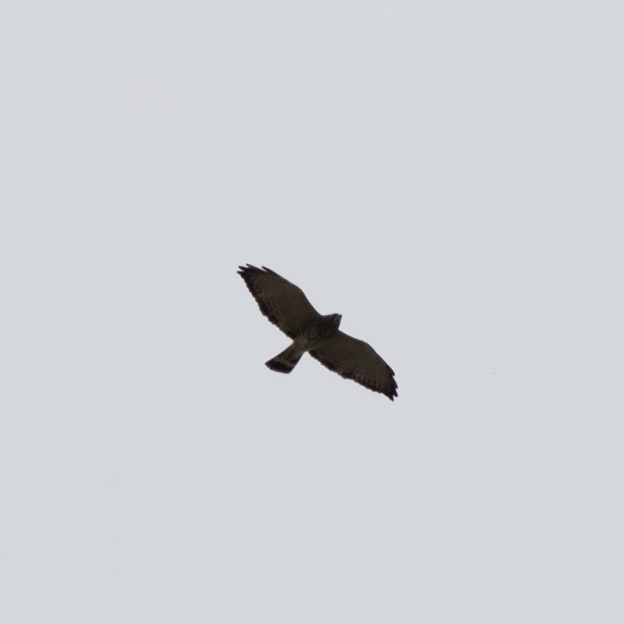 Broad-winged Hawk - ML71381121
